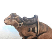 方舟生存进化手游巨型袋鼠吃什么方舟生存进化手游巨型袋鼠介绍