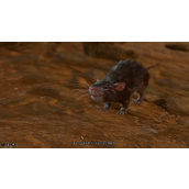 《博德之门3》磕了牙的老鼠支线介绍