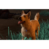 《博德之门3》跟挠挠玩的球获得方式