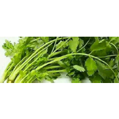 男生说吃香菜梗是什么意思详情