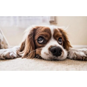 大学生遛狗梗是什么意思详情