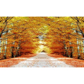 a区b区c区d区e区仙踪林出现漏洞？平台：谣言！