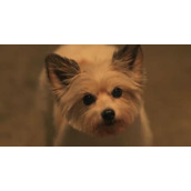 《今天也很可爱的狗》韩剧大结局是什么