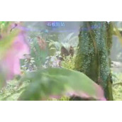 阿凡达潘多拉边境石板驻站位置详情