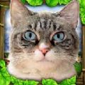 模拟流浪猫下载最新版
