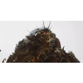 《黑神话悟空》毒敌大王触发条件介绍