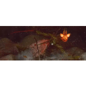 《黑神话：悟空》碧臂螂具体位置介绍