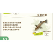 《蜡笔小新煤炭镇的小白》钓东部花鳅位置介绍