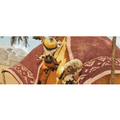 《怪物猎人：荒野》战斗没有伤口原因介绍