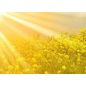 太冷,得站在太阳下边看