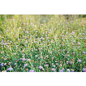 精典冻人的冷笑话