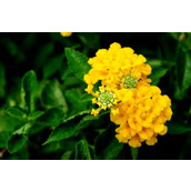 苍蝇飞进犹太人的饮料中