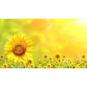 可能是奔驰漏的油，引发了巴黎圣母院大火