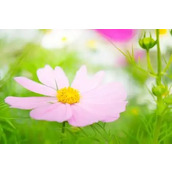 最近穷的饭都吃不起了