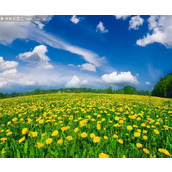 狗的左脚下竟踩了一张五十块钱