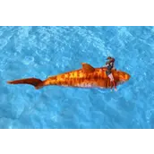 创造与魔法虎皮鲨位置汇总完整版