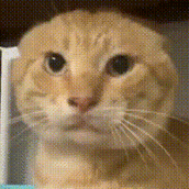 耄耋表情包gif大全-圆头耄耋表情包动图合集