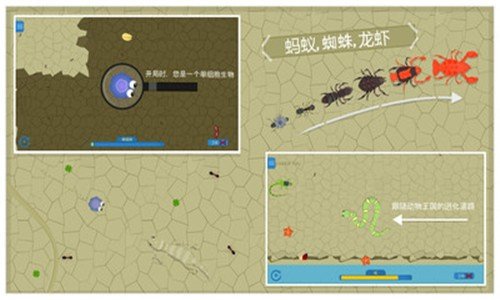 动物进化