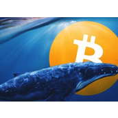 比特幣週期理論已死？CryptoQuant 執行長：老鯨魚賣出的BTC流向長線機構投資人