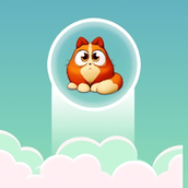 举起猫来