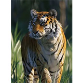 疯狂神射手乔木林动物图鉴汇总