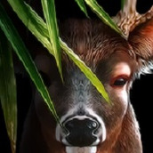 鹿的一生中文修改版(life of deer)