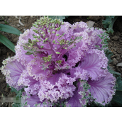 羽衣甘蓝怎么吃才营养？揭秘羽衣甘蓝的惊人功效与作用