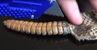 响尾蛇刚出生时尾巴能发出响声吗