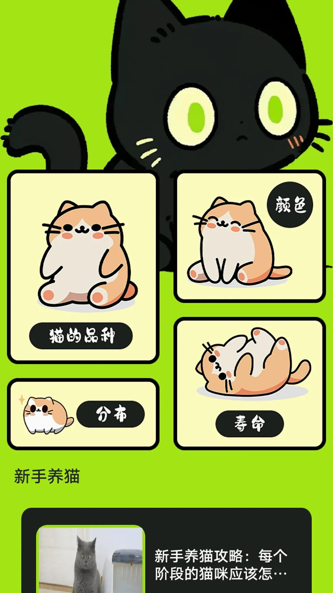 村庄叮叮猫(猫咪养宠