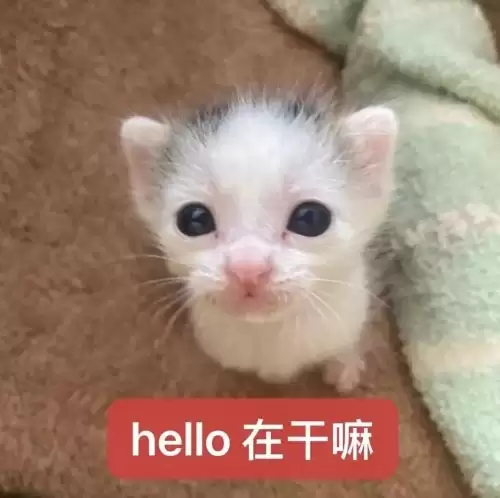 小奶猫表情包-可爱抽象小猫表情包推荐
