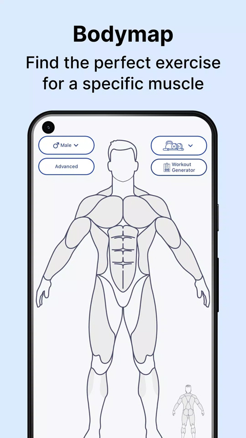 muscle