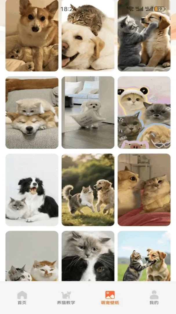 暖暖猫(猫咪养护应用)