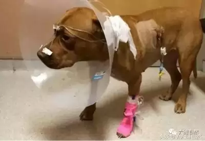 豪猪镇之秋医院故事多怎么获取成就-豪猪镇之秋医院故事多成就获取方法分享