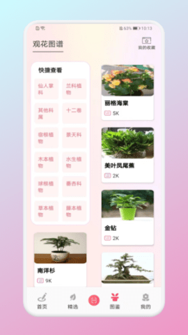 养花小