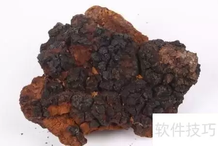桦褐孔菌功效与使用方法