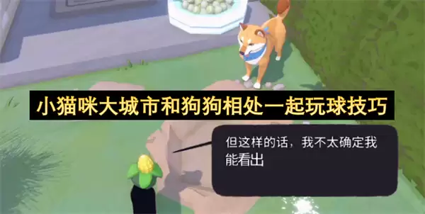 小猫咪大城市与狗狗相处一起玩球技巧