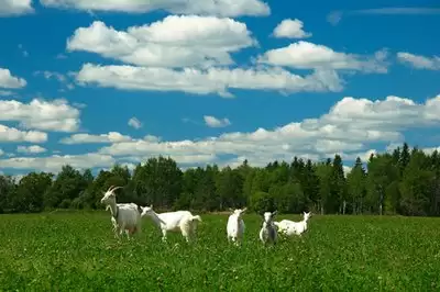 山羊物语桌面牧场能否联机