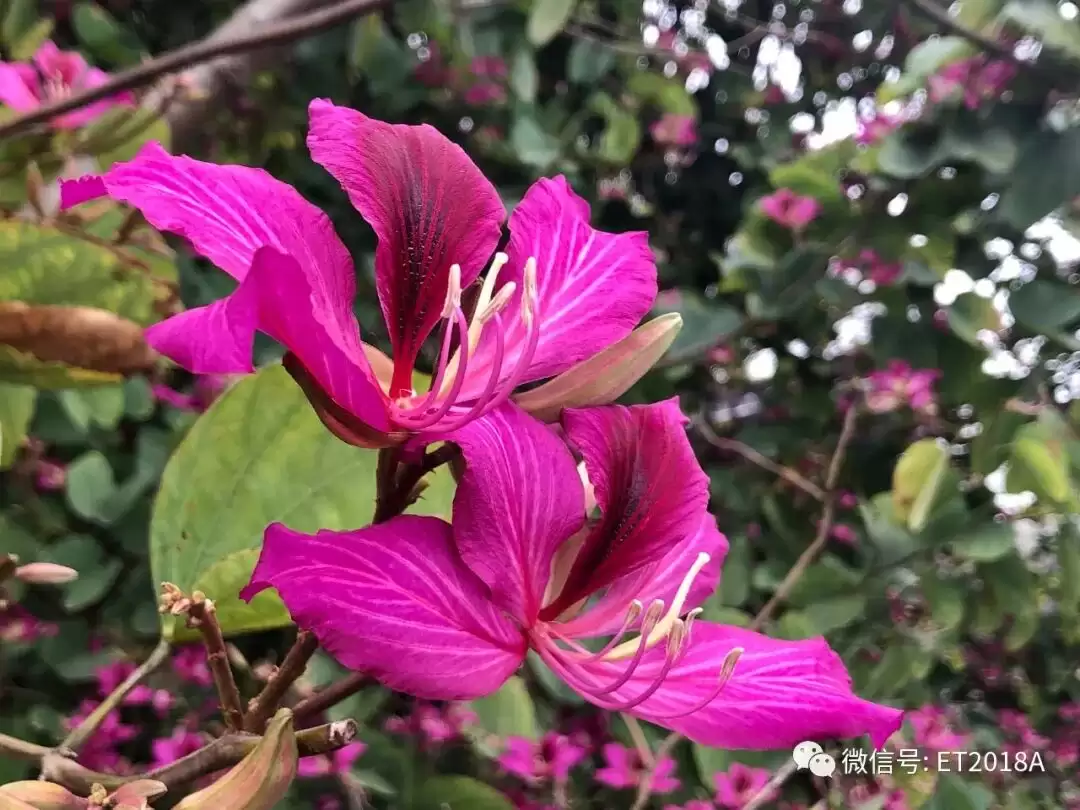 AA评语助手：推荐给班主任