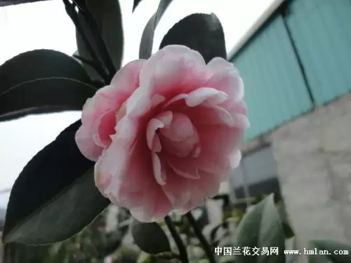 异环茶花会弧盘有什么作用