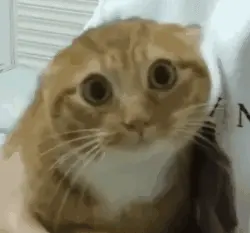 a848663fdbfce9689867ce510a75ffde1922225776.gif