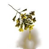 艾尔登法环黑夜君临金色露珠获取攻略:如何获得遗物金色泪珠