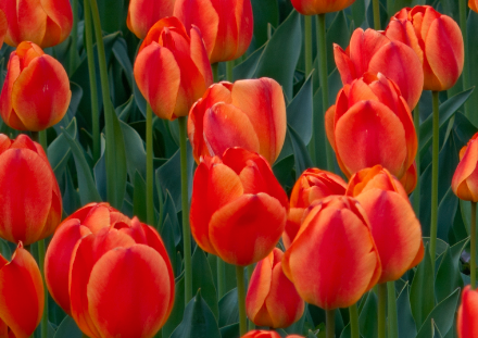 「内置增距镜」？OPPO Find X9 Ultra 哈苏10倍光变天眼长焦解析