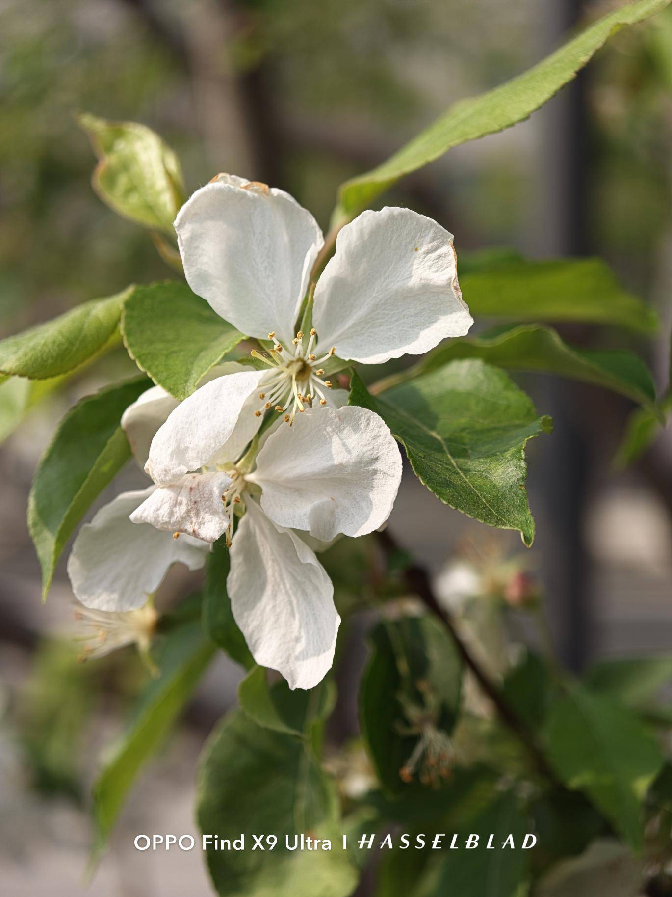 把哈苏专业影像装进口袋，OPPO是怎么做到的？