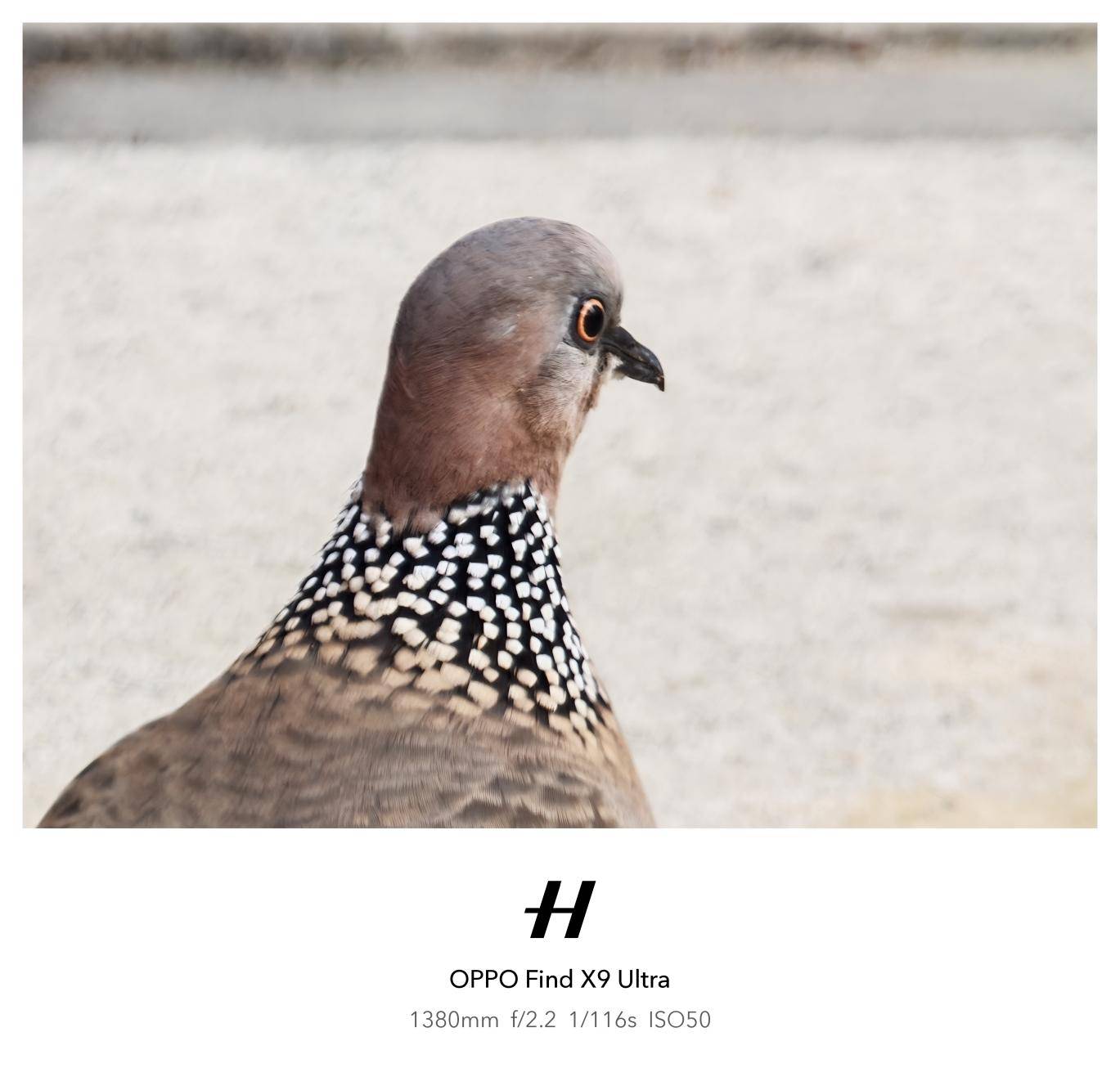 把哈苏专业影像装进口袋，OPPO是怎么做到的？