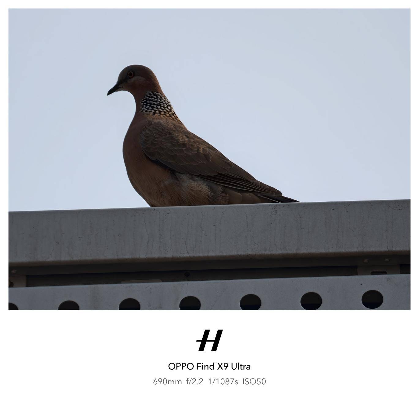 把哈苏专业影像装进口袋，OPPO是怎么做到的？