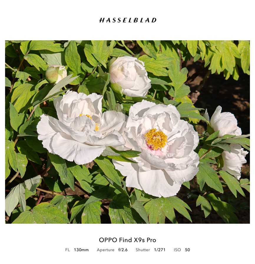 轻薄机身也有哈苏双2亿，OPPO Find X9s Pro影像体验
