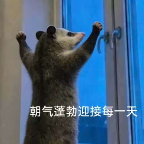 背手负鼠表情包6