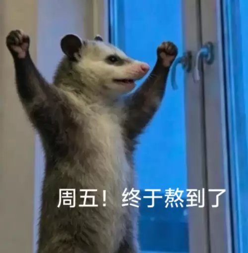 背手负鼠表情包9
