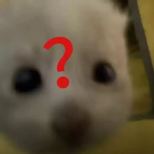 可爱抽象的小猫表情包2