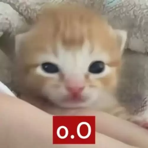 可爱抽象的小猫表情包3
